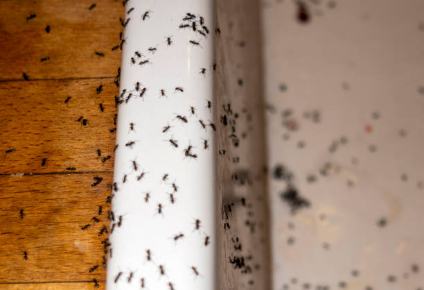 Best Residential Pest Control  in Rocky River, OH