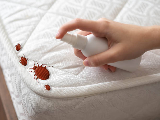 Best Wasp Removal Services  in Rocky River, OH