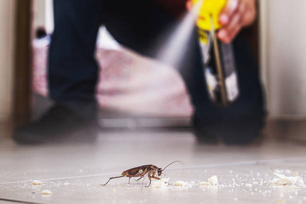 Professional Pest Control in Rocky River, OH